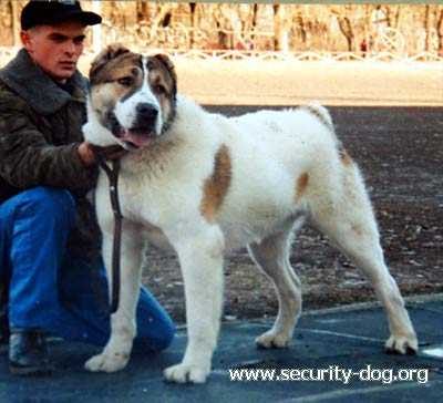 AKCHI IROMAS | Central Asian Shepherd Dog 