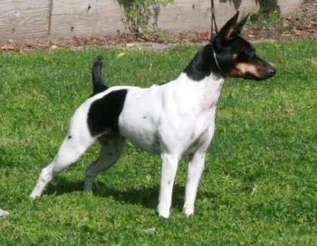 Rock-E-Hill Cal Val Bella Mia | Rat Terrier 