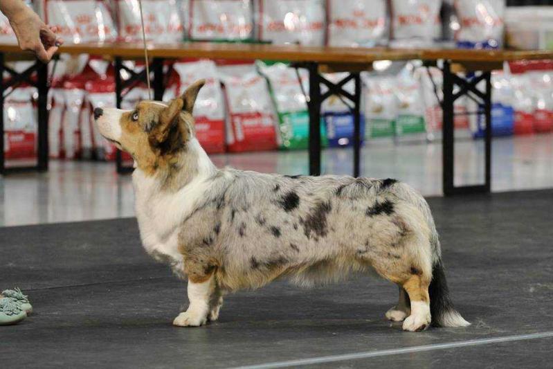 Astersland Blue Rhapsody | Cardigan Welsh Corgi 