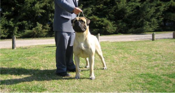 Aron E. Presley Of Littlewin | Bullmastiff 