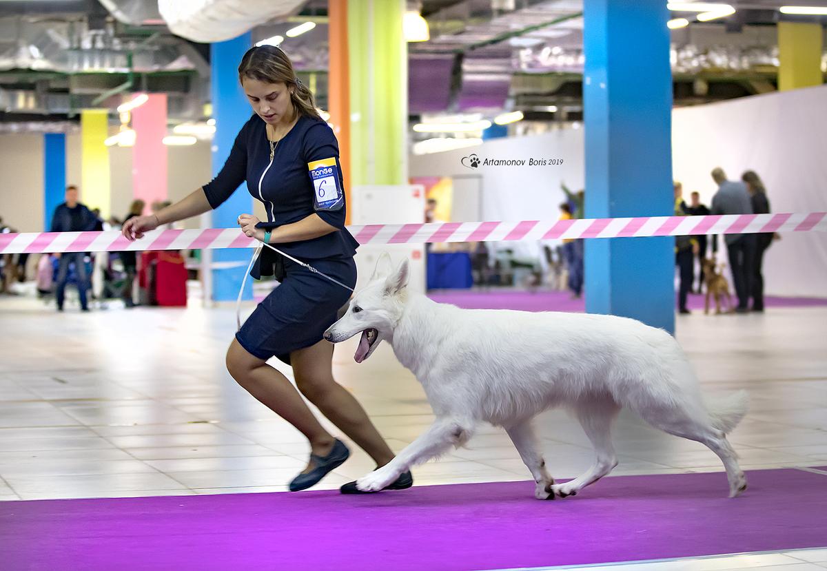 Old Banditos Buenos Aires | White Swiss Shepherd Dog 