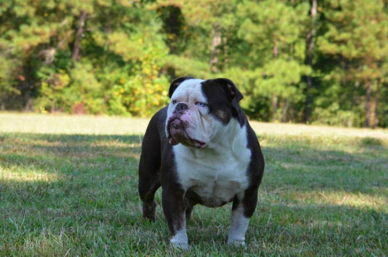 KHAOS' WIDE OPEN THROTTLE (BAM) | Olde English Bulldogge 