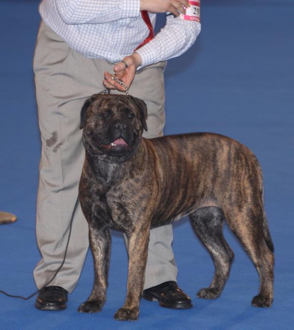 Valangels iara da casa da pedra bela | Bullmastiff 