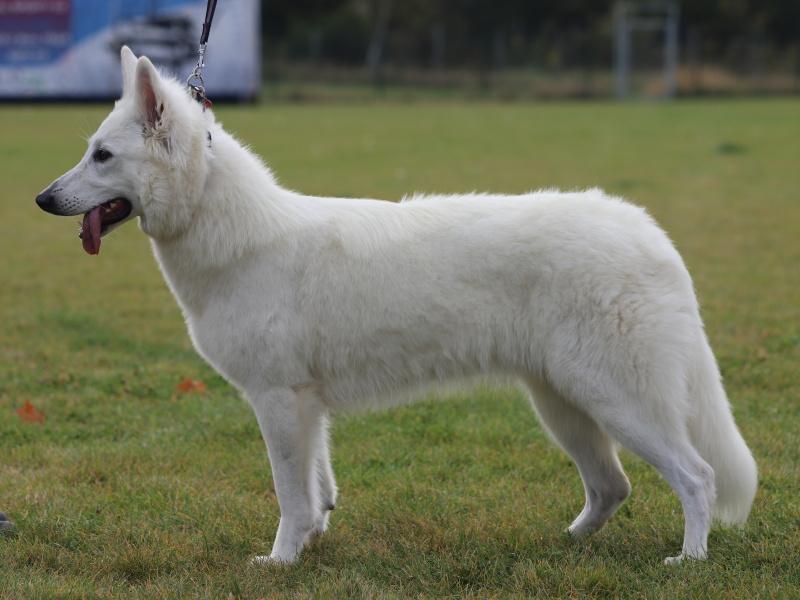 Amália Goral Tatrika | White Swiss Shepherd Dog 