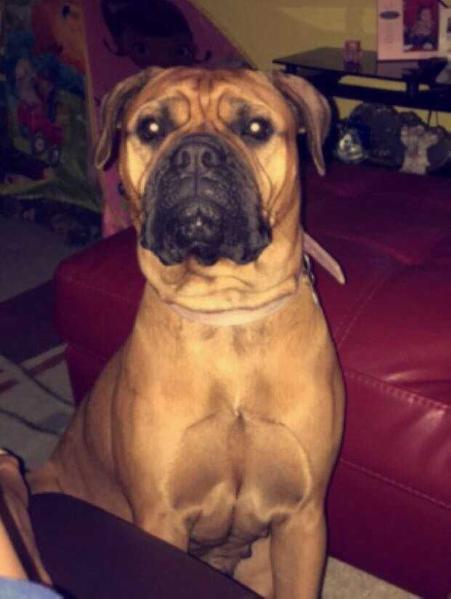 Izzy Of Rocktop | Bullmastiff 