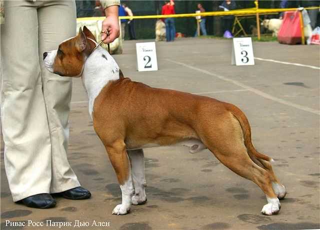 RIVAS ROSS PATRIK DEW ALEN | American Staffordshire Terrier 