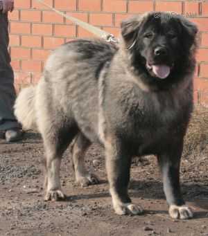 DIKAYA STAYA VALYUTA (RUS) | Caucasian Mountain Dog 