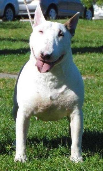 Chispita Ben Bulltron | Bull Terrier 