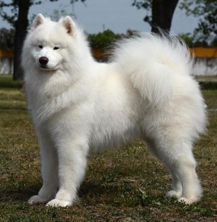 Cabaka´s Yang Yang | Samoyed 