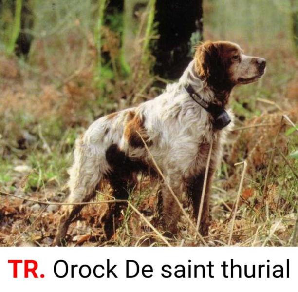 OROCK de Saint Thurial | Brittany 