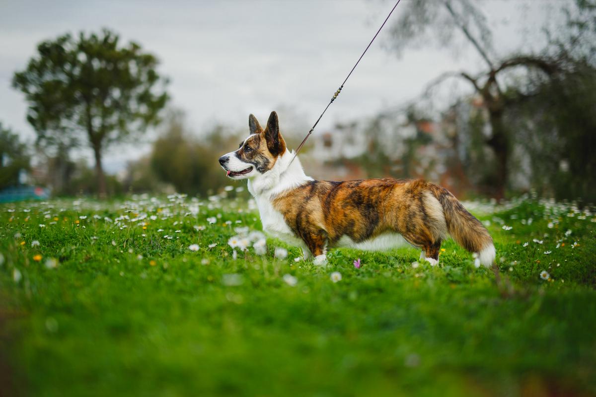 Major Point Rockstar | Cardigan Welsh Corgi 