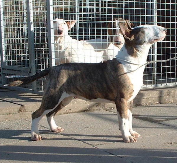 Bullywood Aphrodite | Bull Terrier 