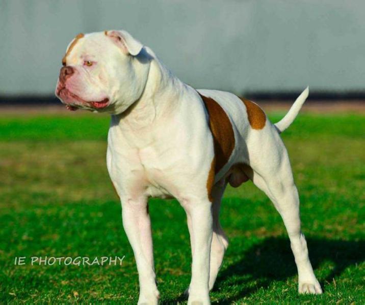 Metalheads Dio | American Bulldog 