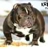 GSB'S KREMATION | American Staffordshire Terrier 