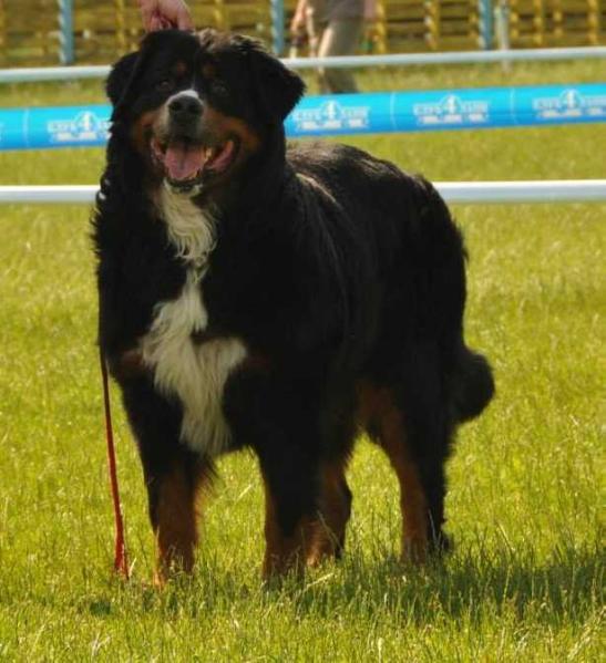 Merlin | Bernese Mountain Dog 