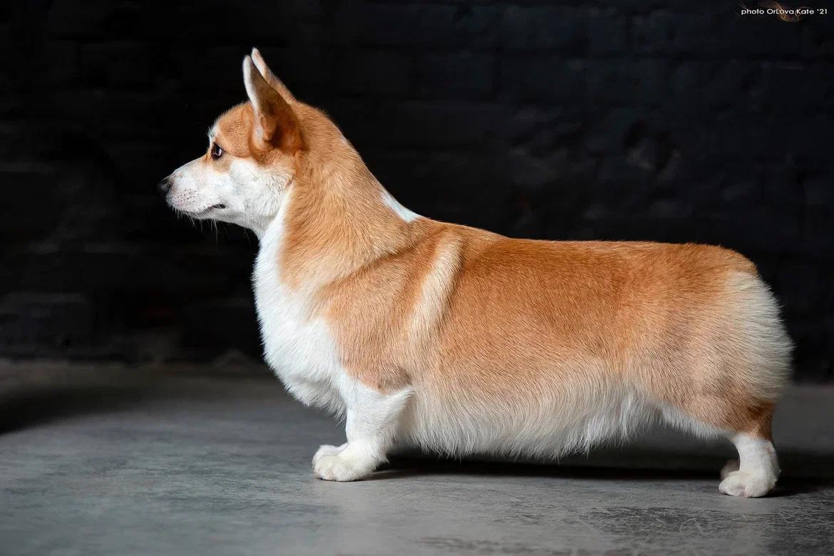 ROYAL HERITAGE CHERCHIL | Pembroke Welsh Corgi 