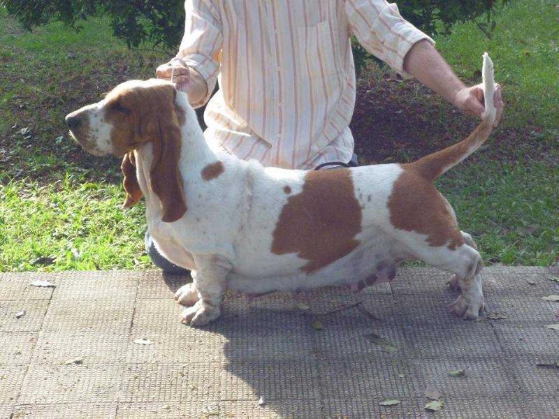 Park Melody Let It Shine | Basset Hound 