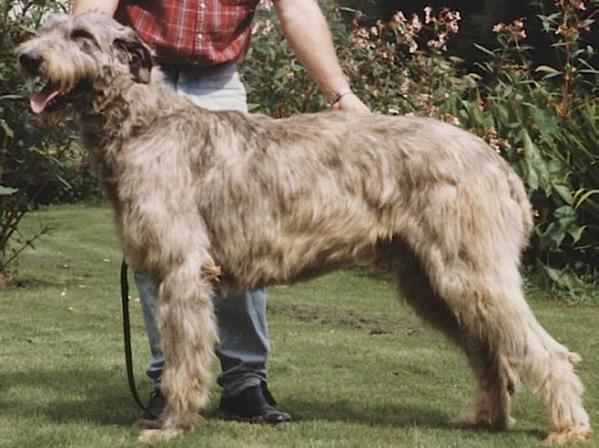 Zero von der Oelmühle | Irish Wolfhound 