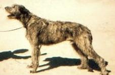 Caiseal von Gholtsmeding | Irish Wolfhound 