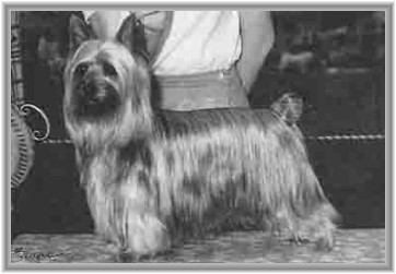 WEEBLUS BLAZE OF JOY | Silky Terrier 