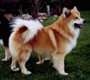 Mani v.h. Reutse Veld | Icelandic Sheepdog 
