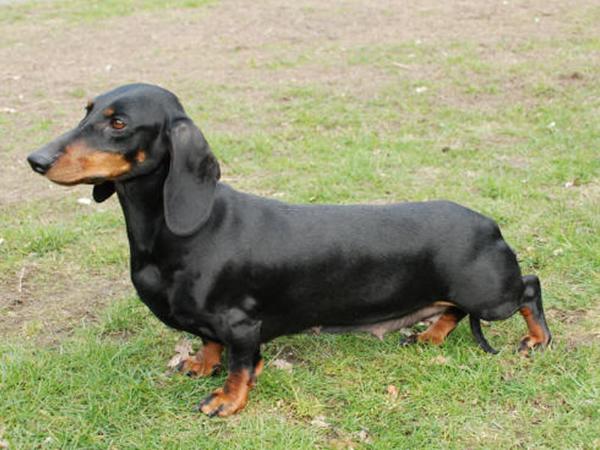 Delbrüggers Irena | Dachshund 