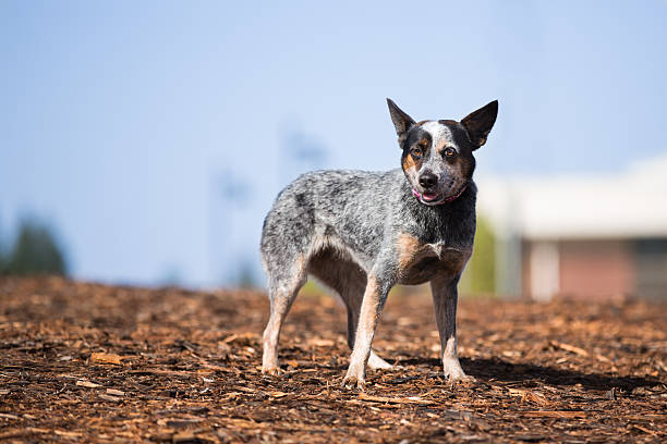 Australian Cattle Dog