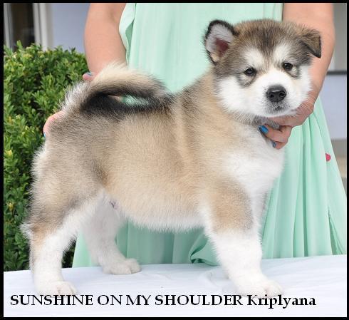 Shunshine on my Shoulder Kriplyana | Alaskan Malamute 