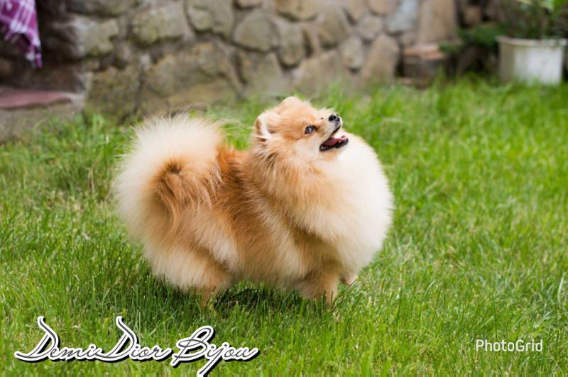 DemiDior Bijou | German Spitz 