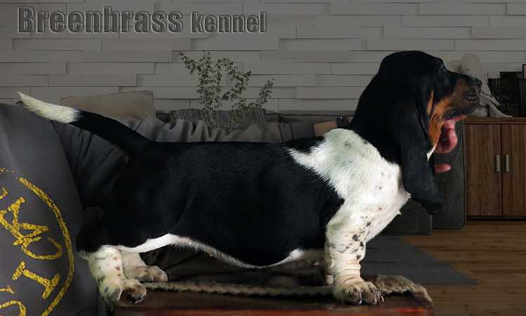 Isidora Haley's Comet Breenbrass | Basset Hound 