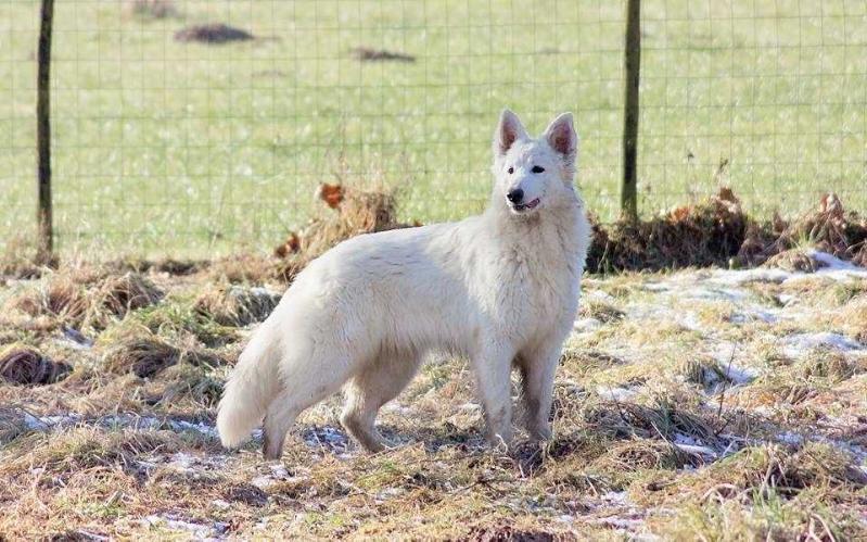 Dreamworks Peeps Siouxy Prima Ballerina | White Swiss Shepherd Dog 