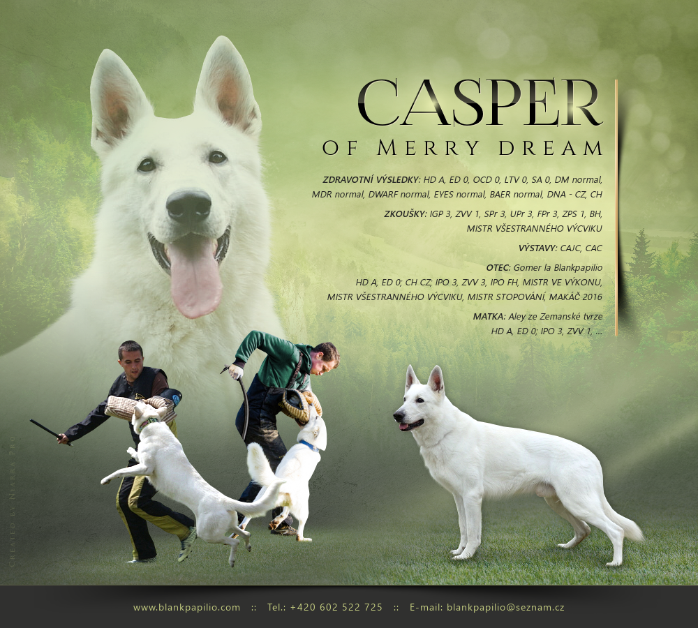 Casper of Merry dream | White Swiss Shepherd Dog 