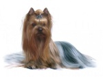 Blue berry CernÝ onyx | Yorkshire Terrier 