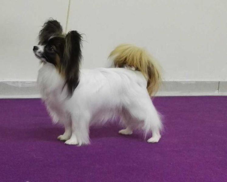 Serenely's Be My Baby | Papillon 