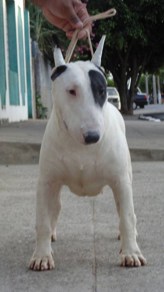 Master of Game Hanna | Bull Terrier 