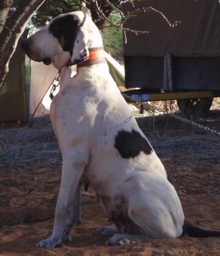 Vickie [Gascon Saintongeois (FCI No.21)] | Bluetick Coonhound 