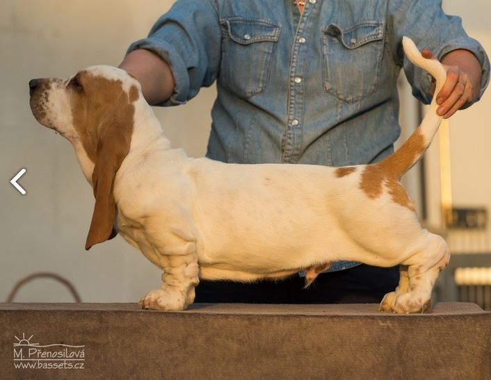 Yorick Lady Barnett's | Basset Hound 