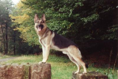 Willy vom Ellernbach | German Shepherd Dog 