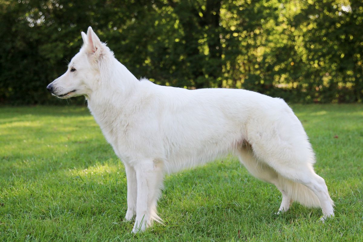 Amira Laika vom Frühlingsufer | White Swiss Shepherd Dog 