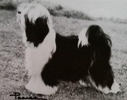 GEMGENES DORABLE | Tibetan Terrier 