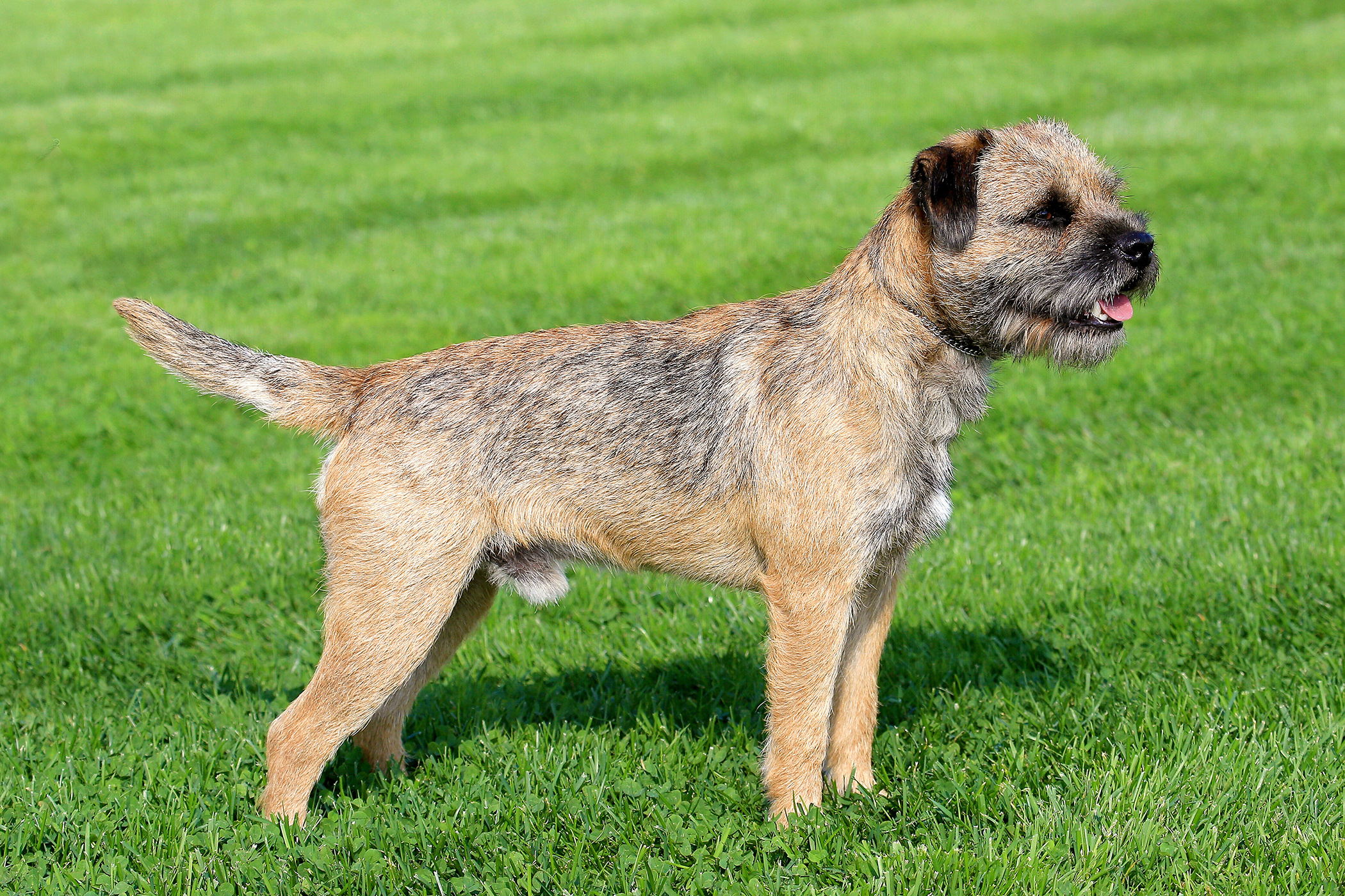 Border Terrier