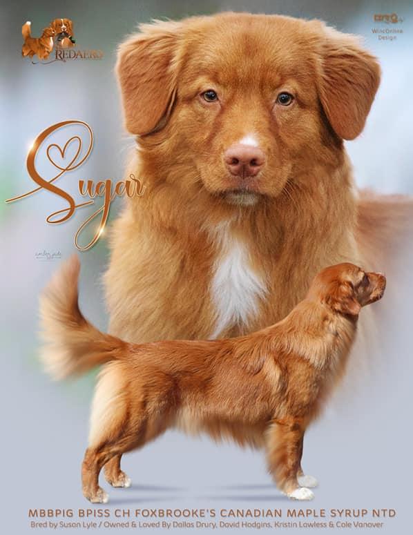 Foxbrooke's Canadian Maple Syrup | Nova Scotia Duck Tolling Retriever 