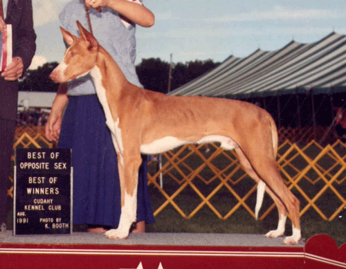 Serandida Sultan of Cairo | Ibizan Hound 