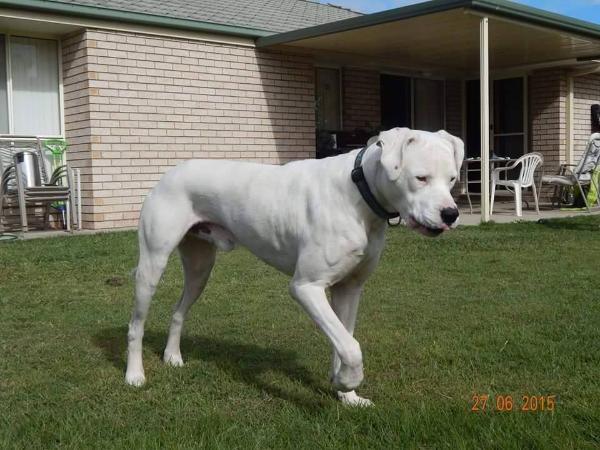 Belles Creek Thunder | American Bulldog 