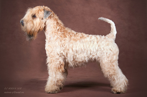 Modny Style Impressa Chelsy | Soft Coated Wheaten Terrier 