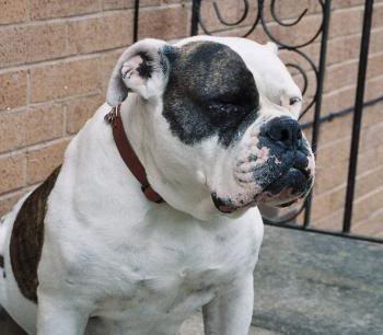 Cans Beauty | Olde English Bulldogge 