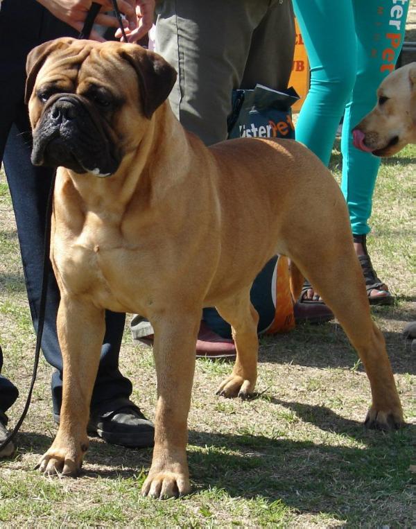 Power of Feeling Is Dvariskiu | Bullmastiff 