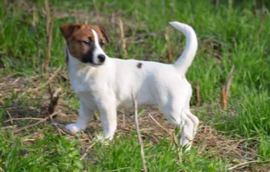 Wistitì JackRosati | Jack Russell Terrier 