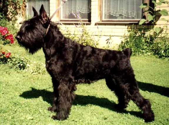 Naina Gross | Giant Schnauzer 