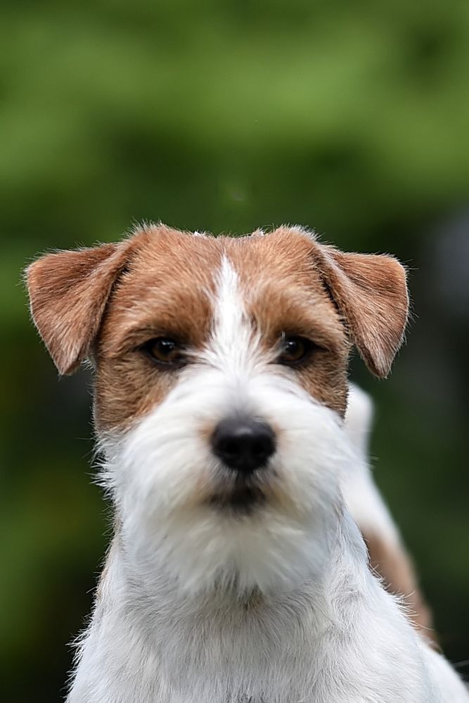 Fantabulous Mr Frodo PIGNUS | Jack Russell Terrier 